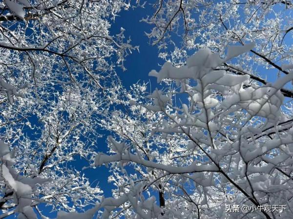藍天飛花滿碧樹，蒼茫大地一抹紅