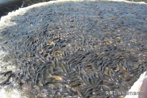 黑坑釣鯉魚時如何聚魚？黑坑釣鯉魚的聚魚技巧和方法