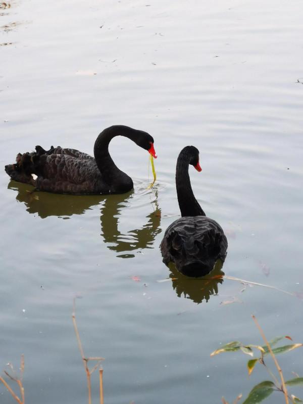 天鵝湖上的伴侶
