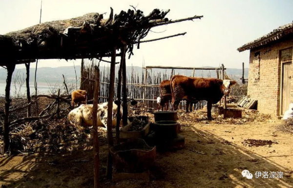 牛屋裡頭故事多 牛屋裡頭故事多