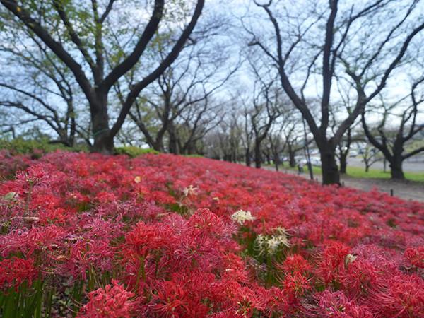探訪日本地下神殿，埼玉縣近郊遊