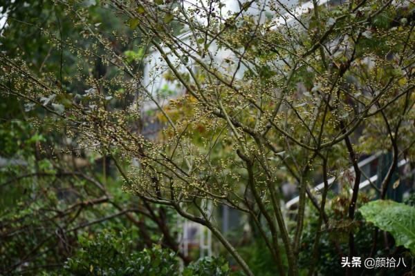 鳥兒們過冬必備 - 紅透整個冬日的迷你山楂果 |園丁