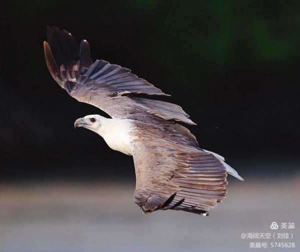鳥類空中的戰鬥機&mdash;&mdash;白腹海雕