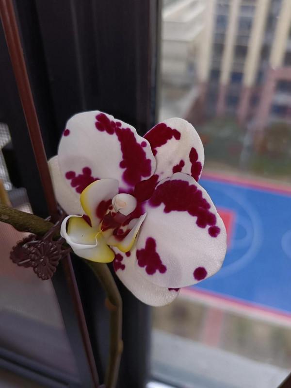 自己養的花,什麼樣子都喜歡 自己養的花,什麼樣子都喜歡