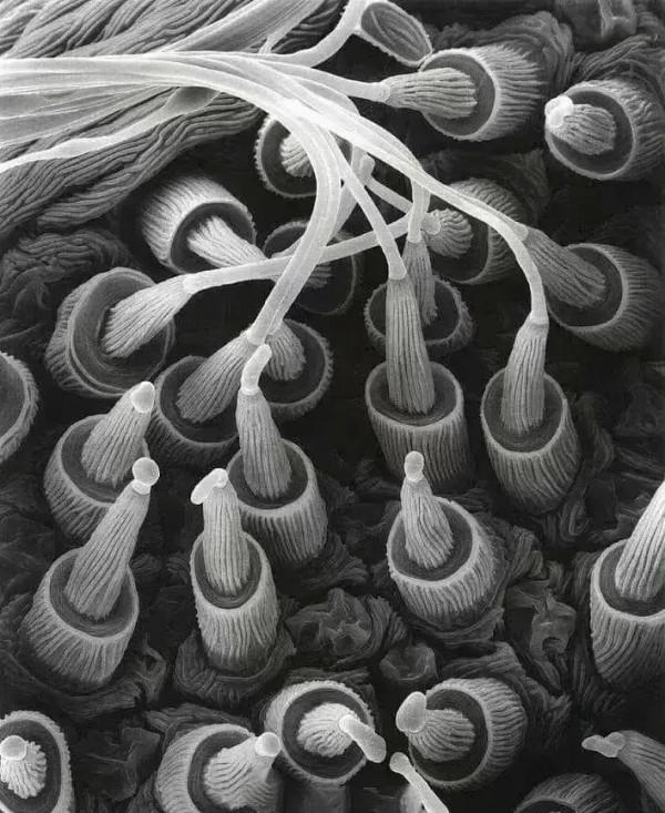 動物界的冷知識