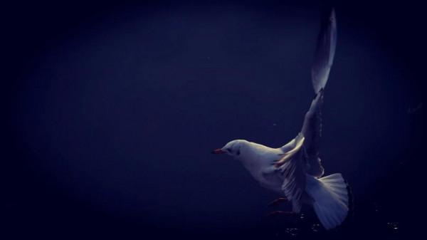 《冬日裡的鏡頭》之三：精靈鷗寶篇