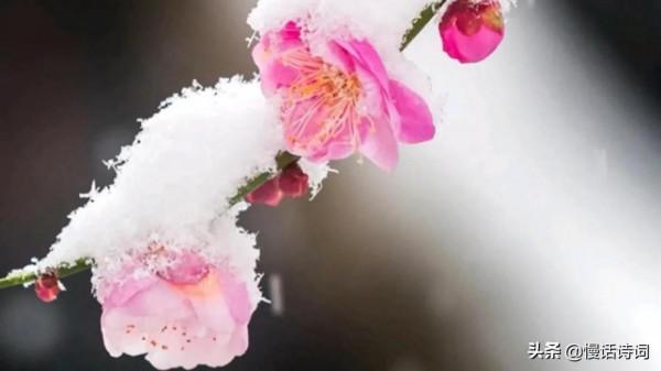 毛澤東的詠梅詞,洞察世事,梅花不懼嚴寒,抱雪盛開 毛澤東的詠梅詞,洞察世事,梅花不懼嚴寒,抱雪盛開