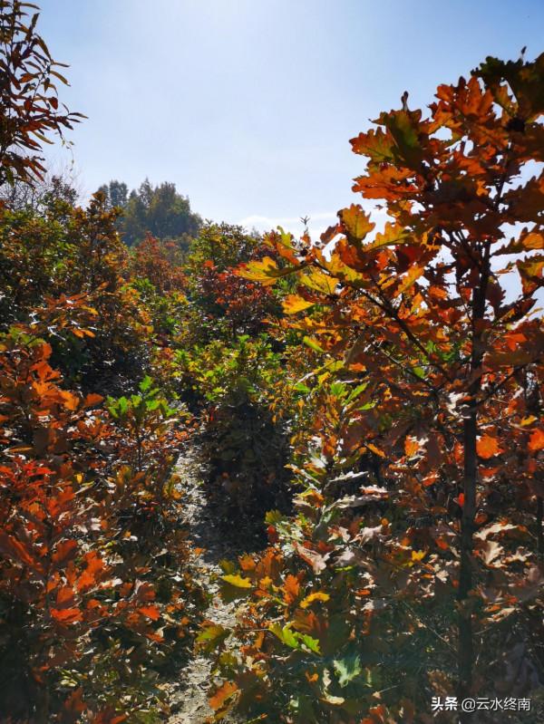 西安驢友最愛爭論的話題：秦嶺這兩座山的紅葉，哪一個更值得去？