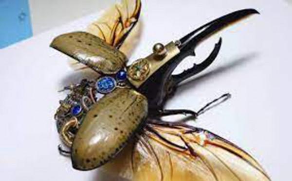 長戟大兜蟲在日本人氣暴漲，為何中國卻不準養？它的危害有多大？