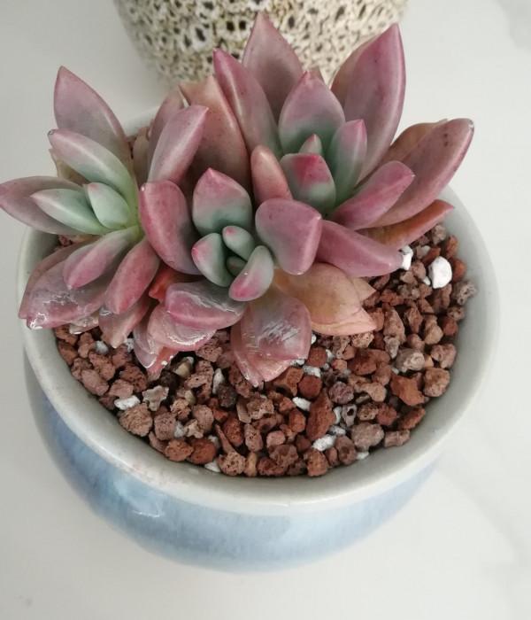 有人被我帶入肉坑,看看給新手都買了什麼肉 有人被我帶入肉坑,看看給新手都買了什麼肉