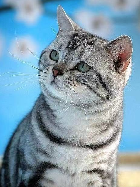 美國短毛貓丨銀虎斑