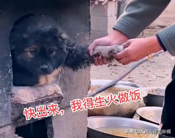 小狗鑽進“灶坑”取暖,不給貓咪留位置,主人拿它沒轍,扯不出來 小狗鑽進“灶坑”取暖,不給貓咪留位置,主人拿它沒轍,扯不出來