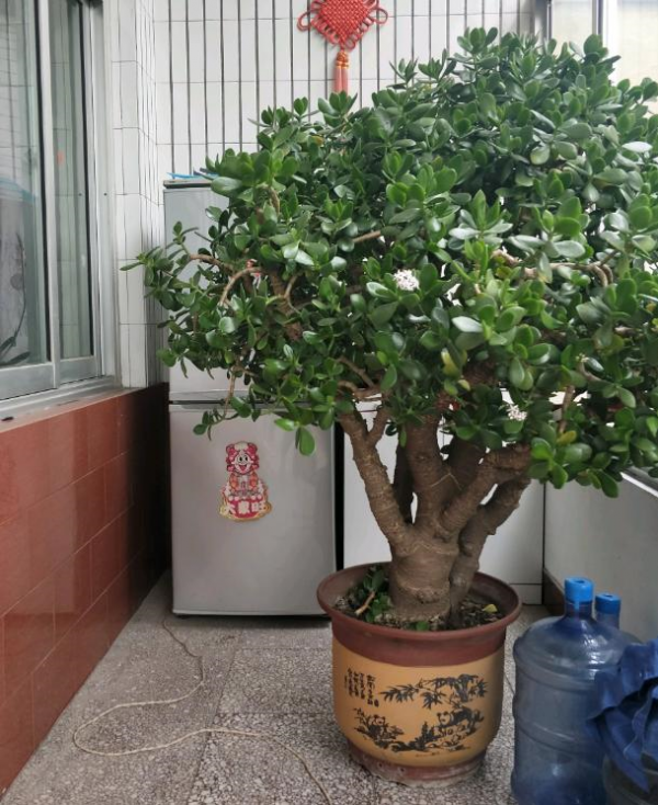 4種“便宜花”，多修剪少澆水，養成高價盆景，價格翻倍