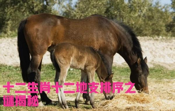 十二生肖十二地支排序之謎揭秘