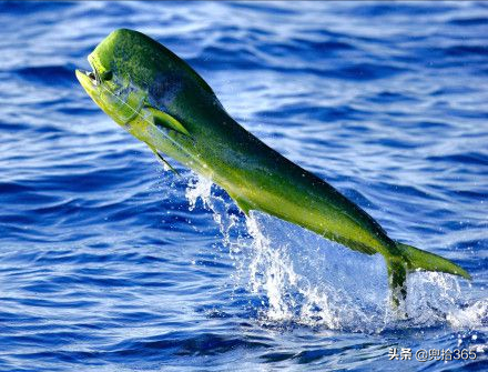 牛人!山東男子一抄網下去在海里撈起一條大魚,岸邊釣友羨慕壞了 牛人!山東男子一抄網下去在海里撈起一條大魚,岸邊釣友羨慕壞了