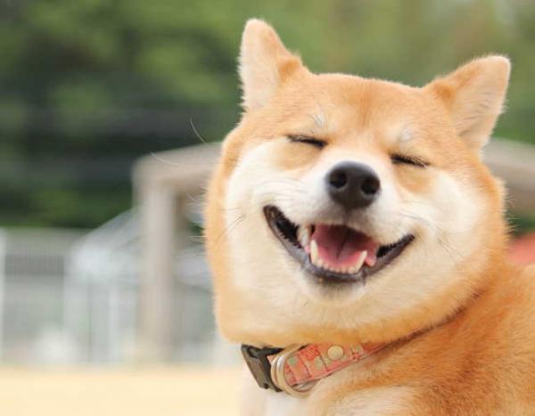 訓練篇：柴犬一生最佳的訓練時間，請你好好“把握”