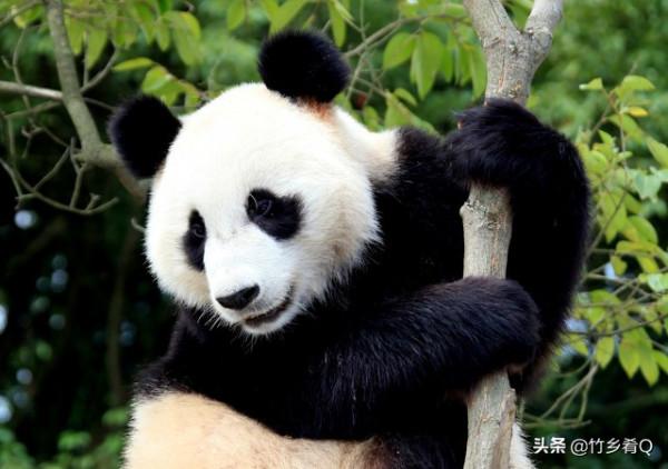 可愛又呆萌的國寶熊貓誰不喜歡