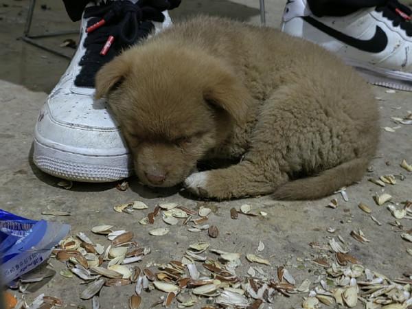 準備倉促確有意外驚喜，探釣之行忠愛橋