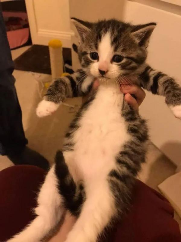 貓抓了只老鼠,結果往浴室一放,就倒頭睡覺,把主人看懵了 貓抓了只老鼠,結果往浴室一放,就倒頭睡覺,把主人看懵了