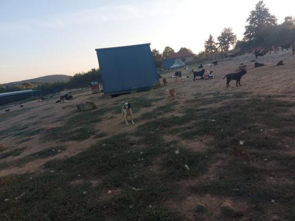 男子繼承母親遺志，20多年救助1000多隻流浪狗