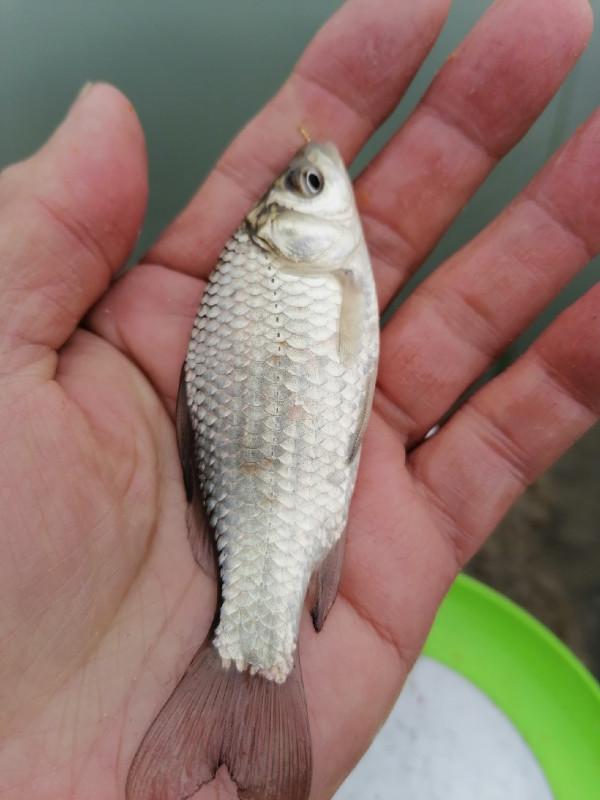 冬季怎麼釣魚，用餌和抓魚吃口才是關鍵