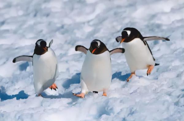 生機勃勃的地球：每一個生命都同等燦爛