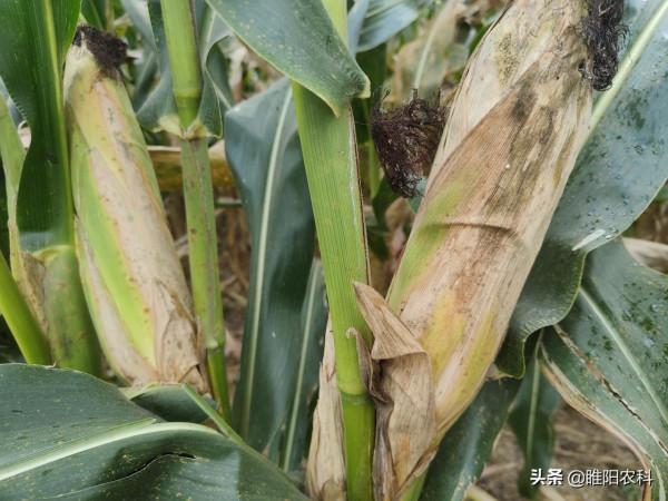 平均畝產2650斤,這個耐密型玉米種,高抗鏽病和青枯病 平均畝產2650斤,這個耐密型玉米種,高抗鏽病和青枯病