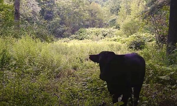 美國一頭牛逃出屠宰場，警察追捕8個月，結果整個小鎮都愛上它了