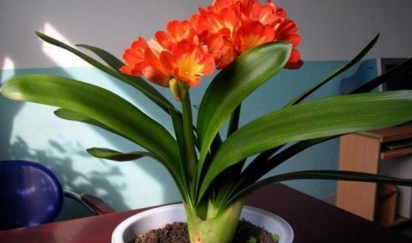 這3種花“愛吃土”，春天換盆換土，才能長得旺