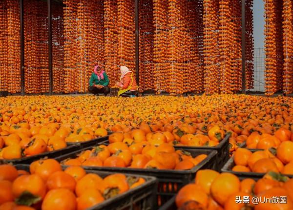 今日秋分 | 豐收的季節來了，金色田野惹人醉