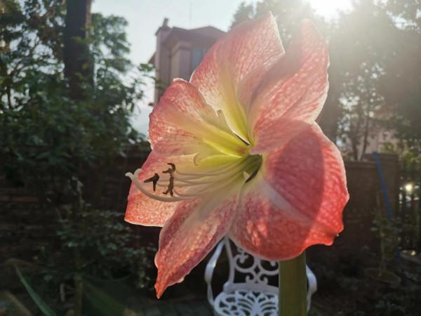 祝大家新年好運連連，鴻運當頭