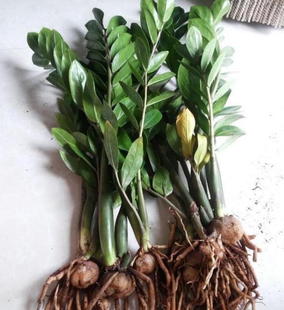 6種“富貴花”秋天快換盆，剪爛根，長花芽，富貴又吉利