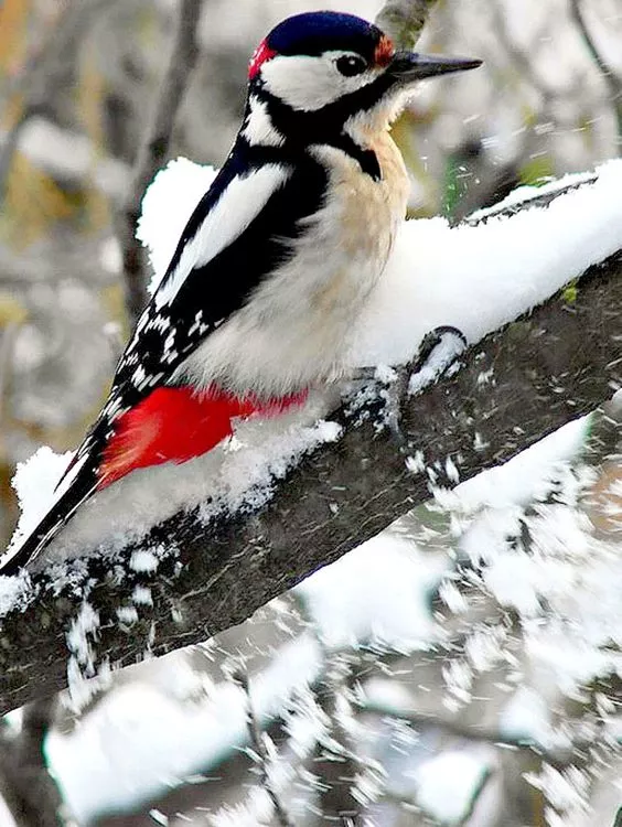 雪中的小鳥欣賞