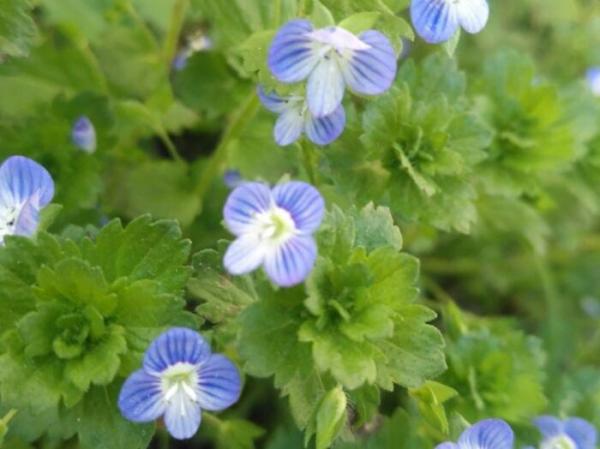 5種小眾花，家裡養一盆，屋裡立馬氣質變高階