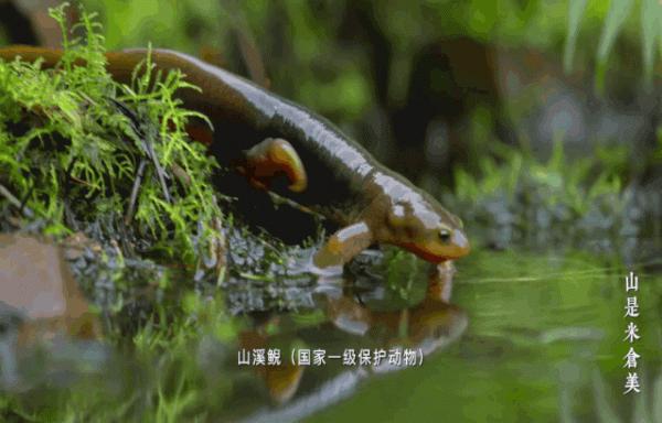 鼓城山-七里峽景區拍了拍你，國慶出遊不用愁，收藏此文任君遊