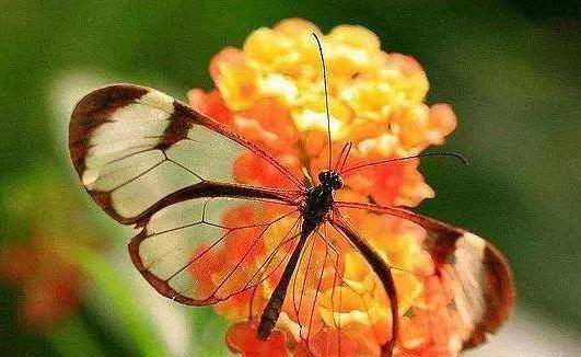 分享-蝶戀 精美絕倫 醉美蝴蝶