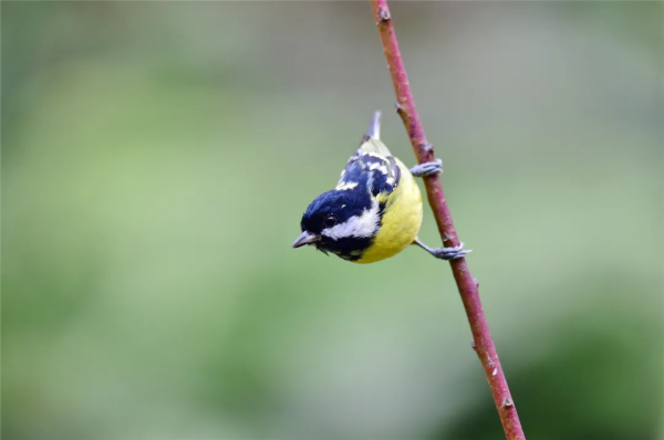 40+張大片!帶你領略這裡的“鳥禽圖鑑”! 40+張大片!帶你領略這裡的“鳥禽圖鑑”!