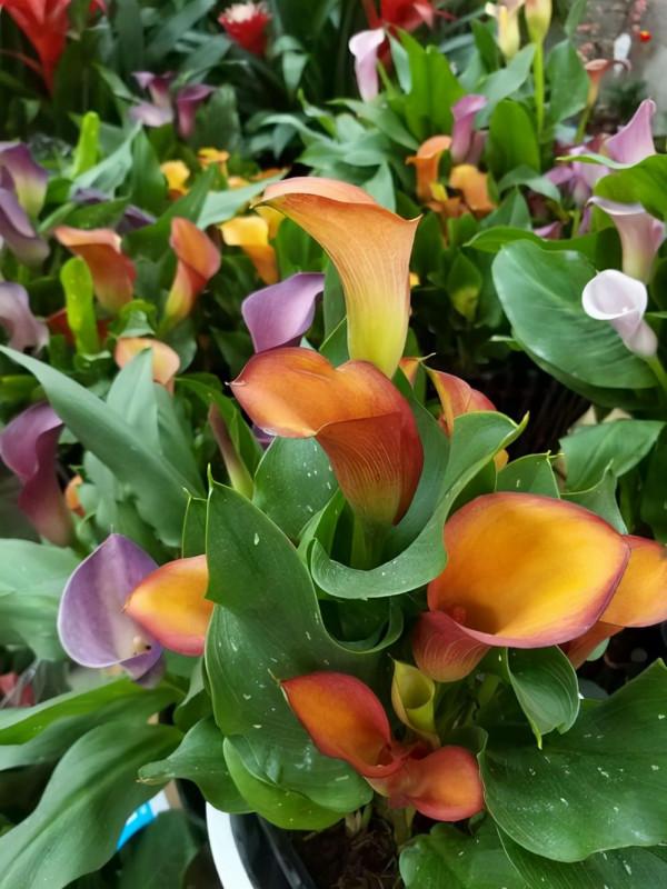 這三種“耐陰花”不適合在室內養，不是迷信，真的有“科學依據”