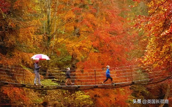 你還記得深秋英國的樣子嗎?若你還在,與你共享 你還記得深秋英國的樣子嗎?若你還在,與你共享