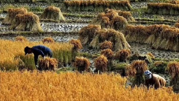 一碗紅糖水 一碗紅糖水