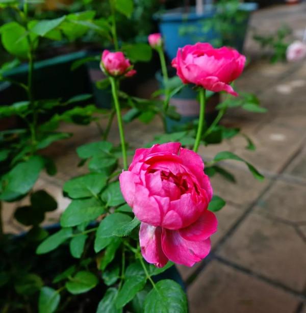 廣東的花友們,在經過幾天大雨之後,要做的第一件最重要是什麼? 廣東的花友們,在經過幾天大雨之後,要做的第一件最重要是什麼?