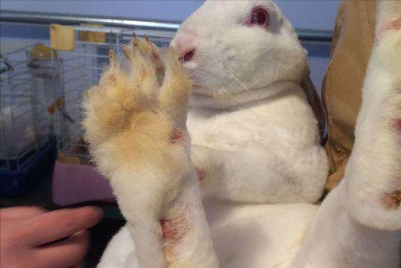 寒假怎麼度過？兔兔陪伴你！養兔兔的保姆級教程