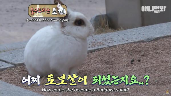 奇葩韓國高中生沉迷養雞，還帶雞上課，200只稀有雞震驚鳥類專家