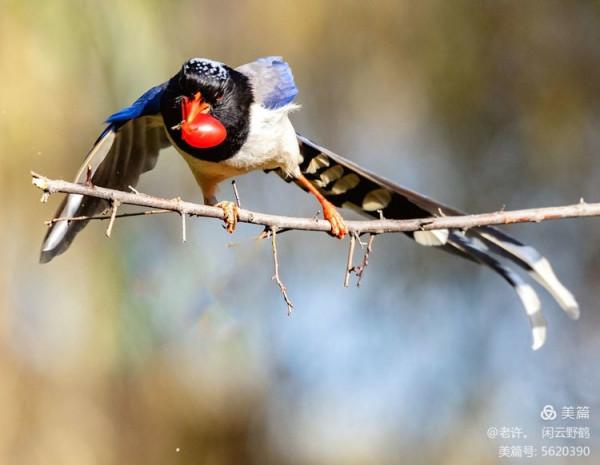 不為雞犬是戰狼，但看紅嘴藍鴉鵲