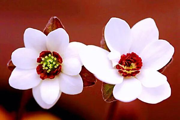 雪割草，漂亮而名貴的花