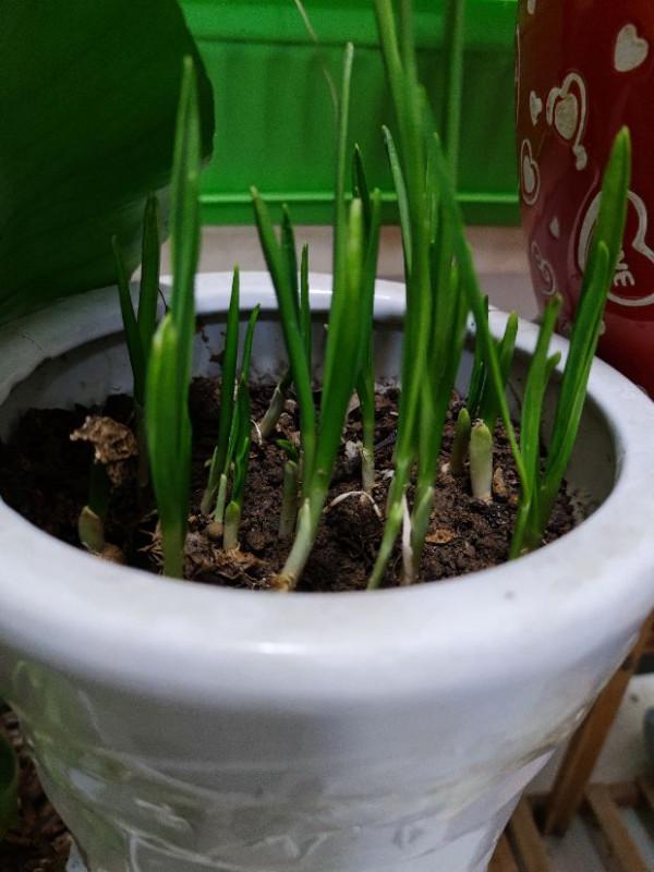 陽臺種菜:大蒜的春天 陽臺種菜:大蒜的春天