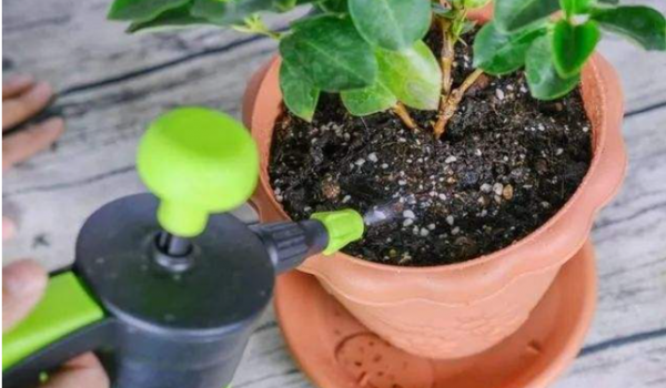 新的一年，想要養好花，要先改正6個&OpenCurlyDoubleQuote;壞習慣&rdquo;