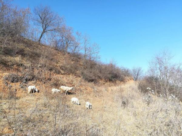 放養羊只壓欄惜售的底氣從哪裡來？粗放管理不計人工，好牌被打爛