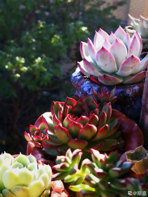 多肉夏天怎麼養?休眠期一到,就要小心了 多肉夏天怎麼養?休眠期一到,就要小心了