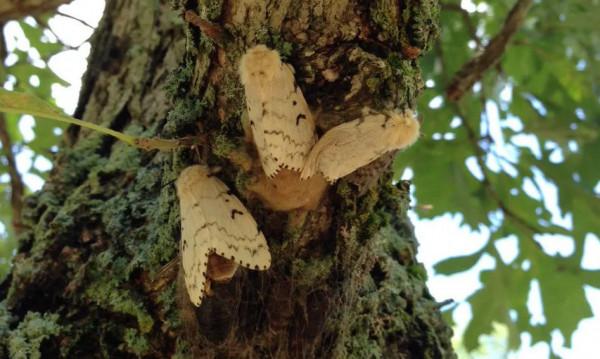 【動植物檢疫】舞毒蛾——遠洋巨輪上危險的漂泊者